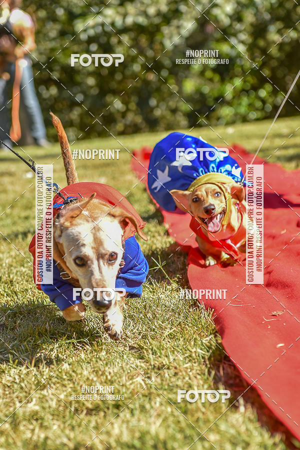 Buy your photos of the event5 Encontro Oficial de Dachshunds e Concurso de Fantasias do Clube dos Salsichanos de Ribeiro Preto/SP on Fotop