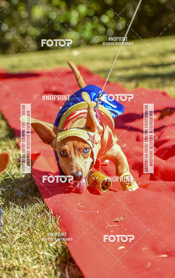 Buy your photos of the event5 Encontro Oficial de Dachshunds e Concurso de Fantasias do Clube dos Salsichanos de Ribeiro Preto/SP on Fotop