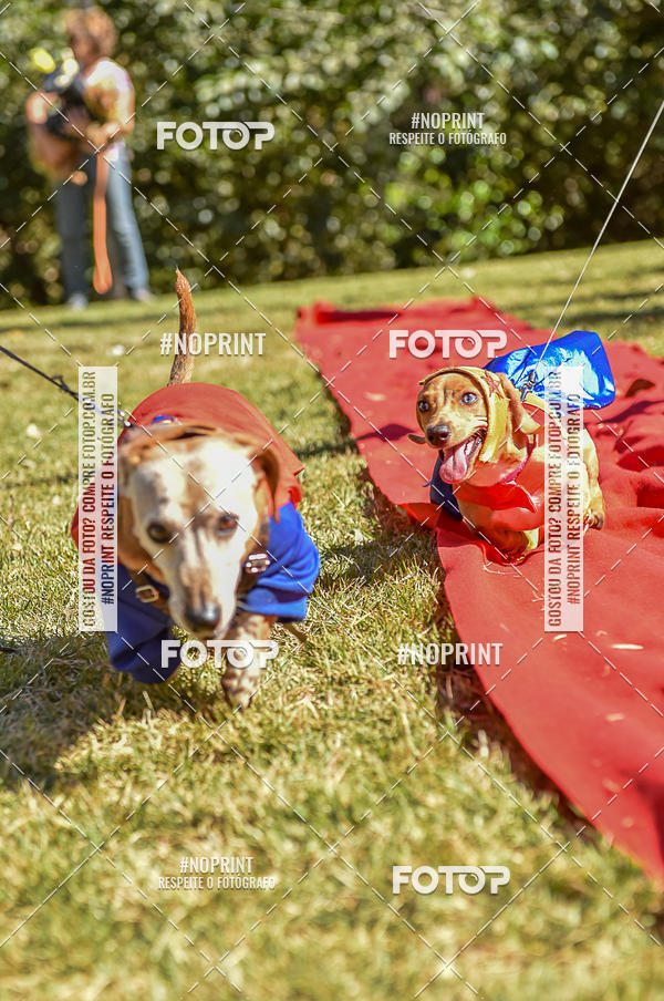 Buy your photos of the event5 Encontro Oficial de Dachshunds e Concurso de Fantasias do Clube dos Salsichanos de Ribeiro Preto/SP on Fotop