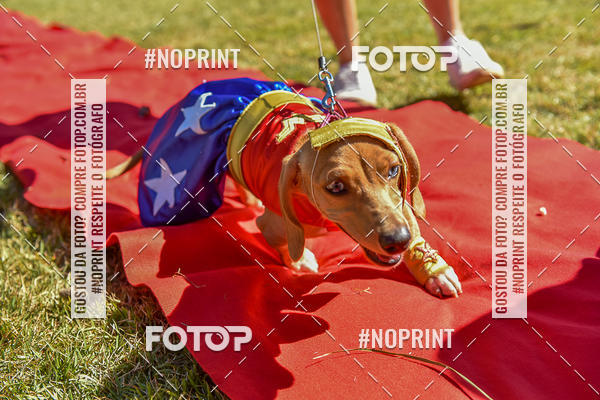 Buy your photos of the event5 Encontro Oficial de Dachshunds e Concurso de Fantasias do Clube dos Salsichanos de Ribeiro Preto/SP on Fotop