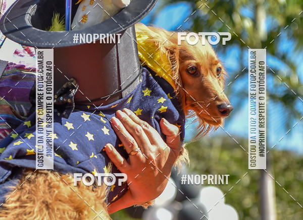 Buy your photos of the event5 Encontro Oficial de Dachshunds e Concurso de Fantasias do Clube dos Salsichanos de Ribeiro Preto/SP on Fotop