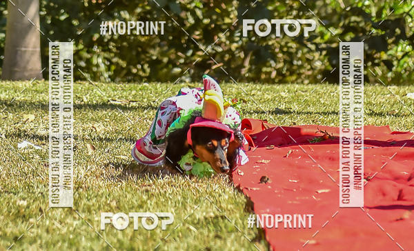Buy your photos of the event5 Encontro Oficial de Dachshunds e Concurso de Fantasias do Clube dos Salsichanos de Ribeiro Preto/SP on Fotop