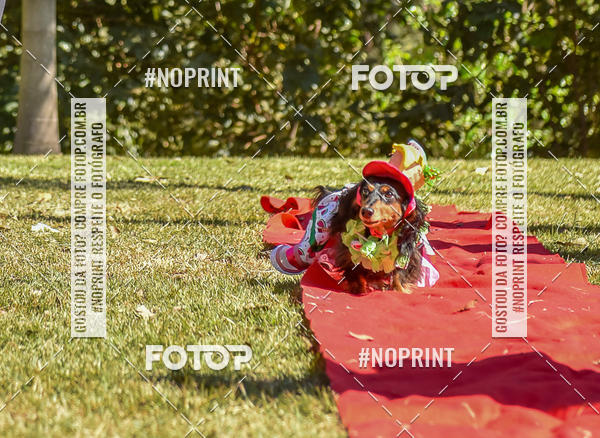 Buy your photos of the event5 Encontro Oficial de Dachshunds e Concurso de Fantasias do Clube dos Salsichanos de Ribeiro Preto/SP on Fotop