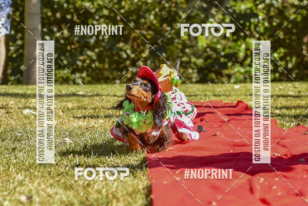 Buy your photos of the event5 Encontro Oficial de Dachshunds e Concurso de Fantasias do Clube dos Salsichanos de Ribeiro Preto/SP on Fotop