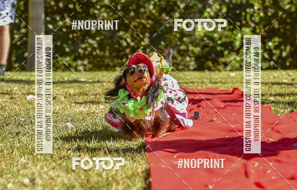 Buy your photos of the event5 Encontro Oficial de Dachshunds e Concurso de Fantasias do Clube dos Salsichanos de Ribeiro Preto/SP on Fotop