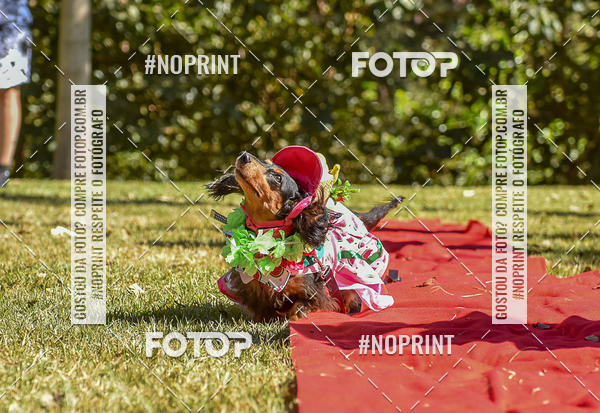 Buy your photos of the event5 Encontro Oficial de Dachshunds e Concurso de Fantasias do Clube dos Salsichanos de Ribeiro Preto/SP on Fotop