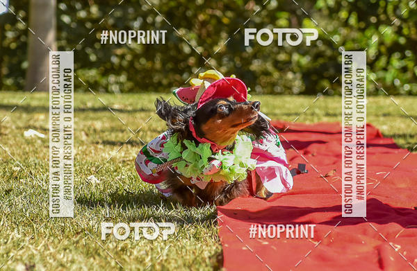 Buy your photos of the event5 Encontro Oficial de Dachshunds e Concurso de Fantasias do Clube dos Salsichanos de Ribeiro Preto/SP on Fotop