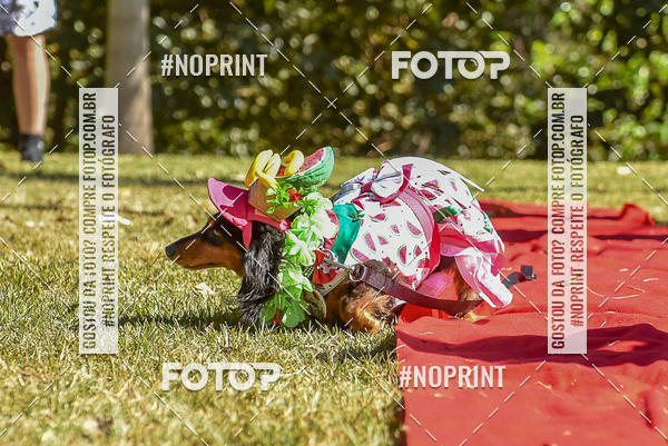 Buy your photos of the event5 Encontro Oficial de Dachshunds e Concurso de Fantasias do Clube dos Salsichanos de Ribeiro Preto/SP on Fotop