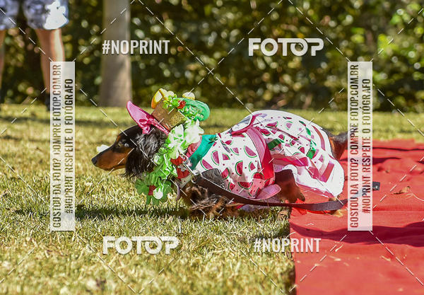 Buy your photos of the event5 Encontro Oficial de Dachshunds e Concurso de Fantasias do Clube dos Salsichanos de Ribeiro Preto/SP on Fotop