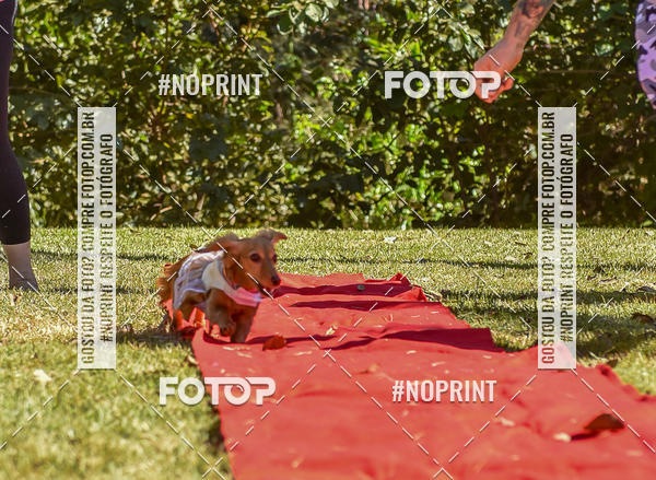 Buy your photos of the event5 Encontro Oficial de Dachshunds e Concurso de Fantasias do Clube dos Salsichanos de Ribeiro Preto/SP on Fotop