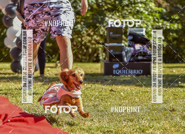 Buy your photos of the event5 Encontro Oficial de Dachshunds e Concurso de Fantasias do Clube dos Salsichanos de Ribeiro Preto/SP on Fotop