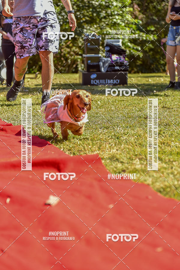 Buy your photos of the event5 Encontro Oficial de Dachshunds e Concurso de Fantasias do Clube dos Salsichanos de Ribeiro Preto/SP on Fotop