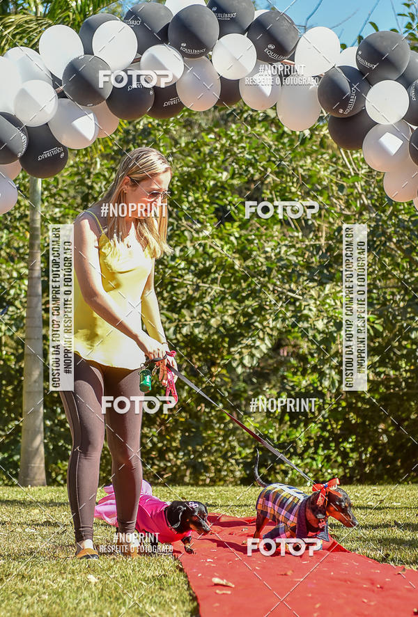 Buy your photos of the event5 Encontro Oficial de Dachshunds e Concurso de Fantasias do Clube dos Salsichanos de Ribeiro Preto/SP on Fotop