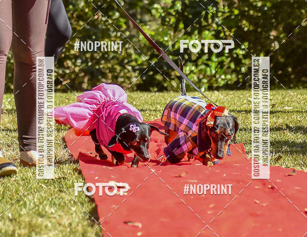Buy your photos of the event5 Encontro Oficial de Dachshunds e Concurso de Fantasias do Clube dos Salsichanos de Ribeiro Preto/SP on Fotop
