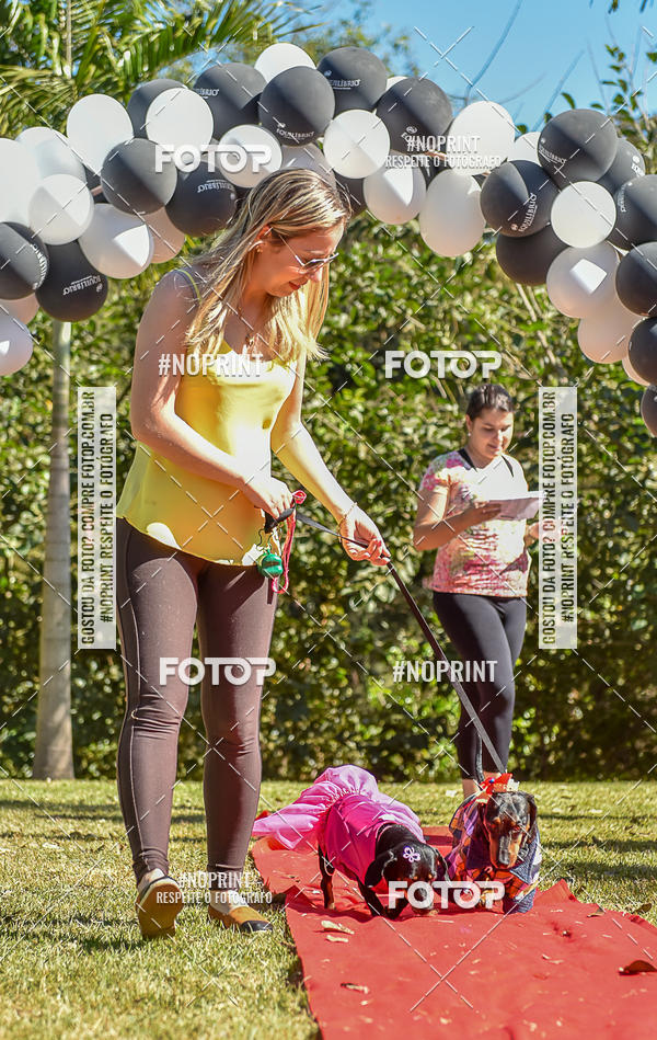 Buy your photos of the event5 Encontro Oficial de Dachshunds e Concurso de Fantasias do Clube dos Salsichanos de Ribeiro Preto/SP on Fotop