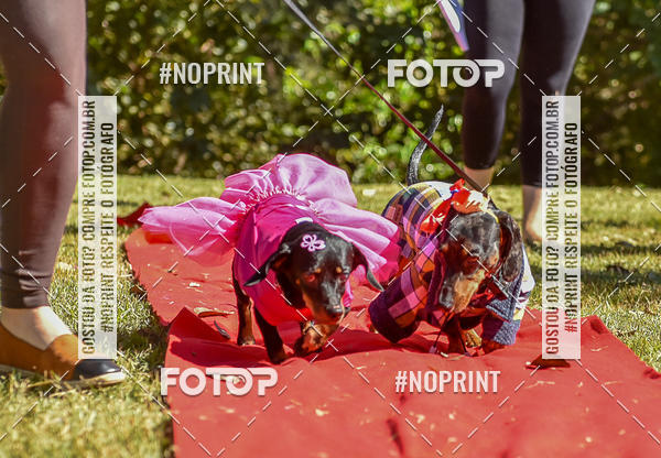Buy your photos of the event5 Encontro Oficial de Dachshunds e Concurso de Fantasias do Clube dos Salsichanos de Ribeiro Preto/SP on Fotop