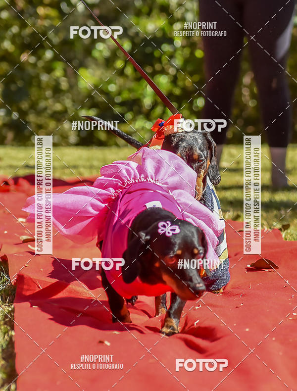 Buy your photos of the event5 Encontro Oficial de Dachshunds e Concurso de Fantasias do Clube dos Salsichanos de Ribeiro Preto/SP on Fotop