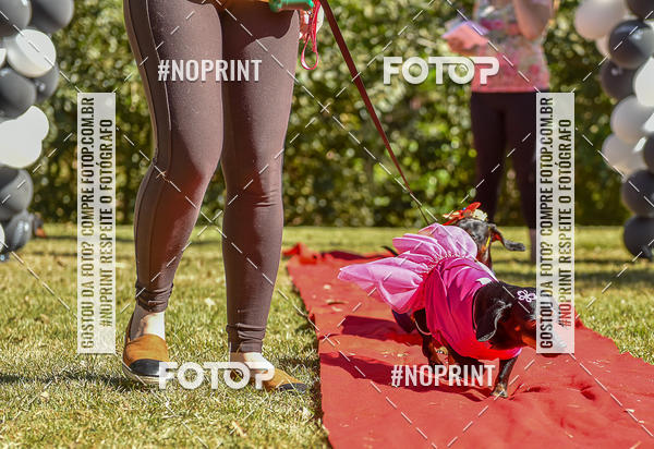 Buy your photos of the event5 Encontro Oficial de Dachshunds e Concurso de Fantasias do Clube dos Salsichanos de Ribeiro Preto/SP on Fotop