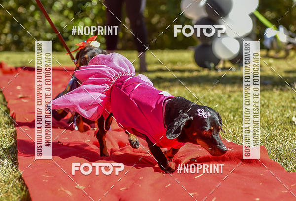 Buy your photos of the event5 Encontro Oficial de Dachshunds e Concurso de Fantasias do Clube dos Salsichanos de Ribeiro Preto/SP on Fotop