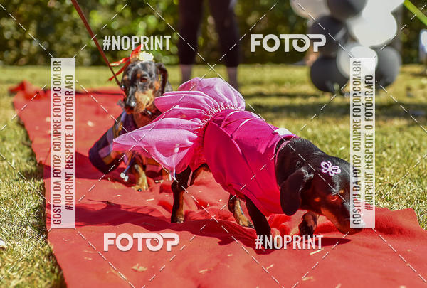 Buy your photos of the event5 Encontro Oficial de Dachshunds e Concurso de Fantasias do Clube dos Salsichanos de Ribeiro Preto/SP on Fotop