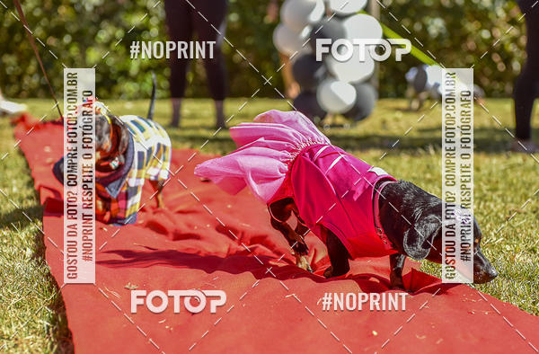 Buy your photos of the event5 Encontro Oficial de Dachshunds e Concurso de Fantasias do Clube dos Salsichanos de Ribeiro Preto/SP on Fotop