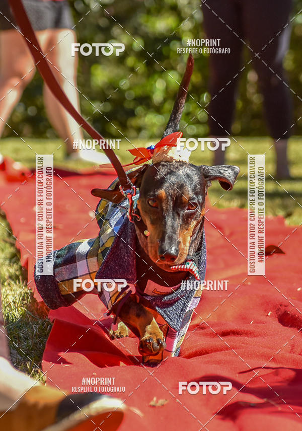 Buy your photos of the event5 Encontro Oficial de Dachshunds e Concurso de Fantasias do Clube dos Salsichanos de Ribeiro Preto/SP on Fotop