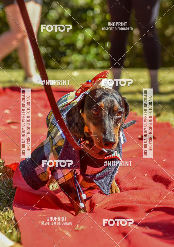 Buy your photos of the event5 Encontro Oficial de Dachshunds e Concurso de Fantasias do Clube dos Salsichanos de Ribeiro Preto/SP on Fotop