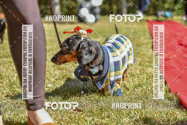 Buy your photos of the event5 Encontro Oficial de Dachshunds e Concurso de Fantasias do Clube dos Salsichanos de Ribeiro Preto/SP on Fotop
