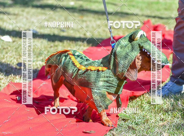 Buy your photos of the event5 Encontro Oficial de Dachshunds e Concurso de Fantasias do Clube dos Salsichanos de Ribeiro Preto/SP on Fotop
