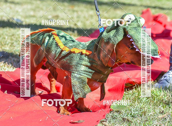 Buy your photos of the event5 Encontro Oficial de Dachshunds e Concurso de Fantasias do Clube dos Salsichanos de Ribeiro Preto/SP on Fotop