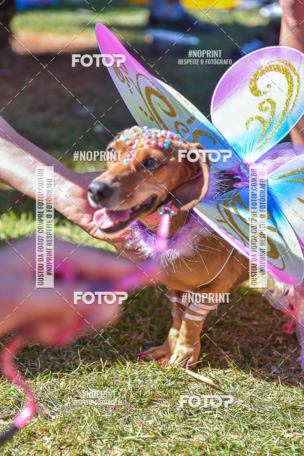 Buy your photos of the event5 Encontro Oficial de Dachshunds e Concurso de Fantasias do Clube dos Salsichanos de Ribeiro Preto/SP on Fotop