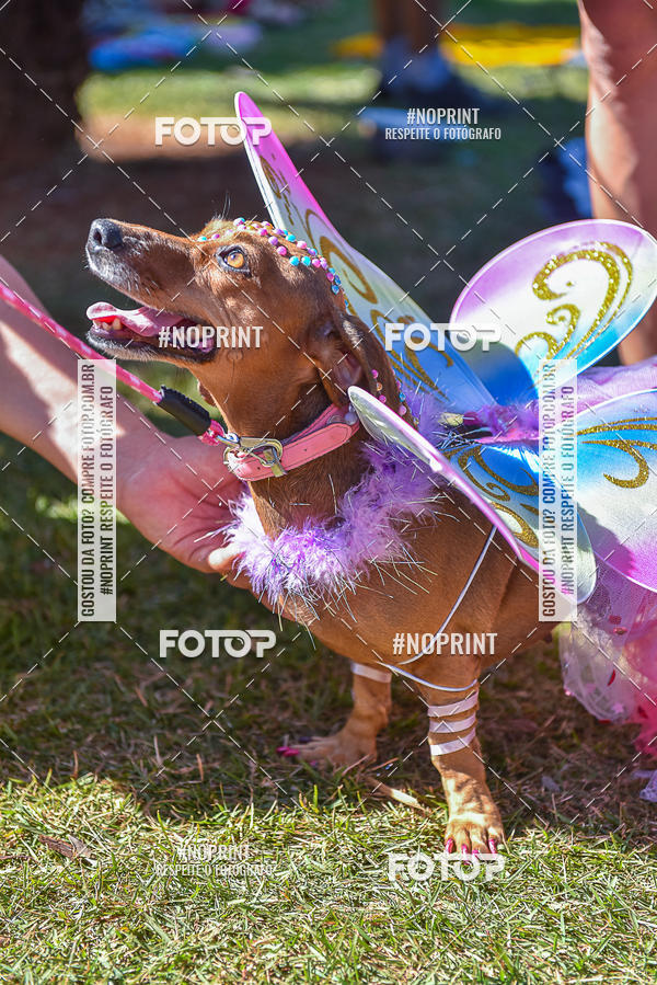 Buy your photos of the event5 Encontro Oficial de Dachshunds e Concurso de Fantasias do Clube dos Salsichanos de Ribeiro Preto/SP on Fotop