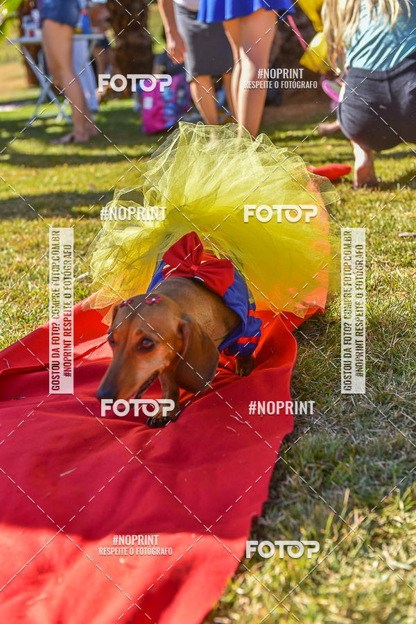 Buy your photos of the event5 Encontro Oficial de Dachshunds e Concurso de Fantasias do Clube dos Salsichanos de Ribeiro Preto/SP on Fotop