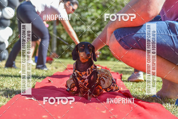 Buy your photos of the event5 Encontro Oficial de Dachshunds e Concurso de Fantasias do Clube dos Salsichanos de Ribeiro Preto/SP on Fotop
