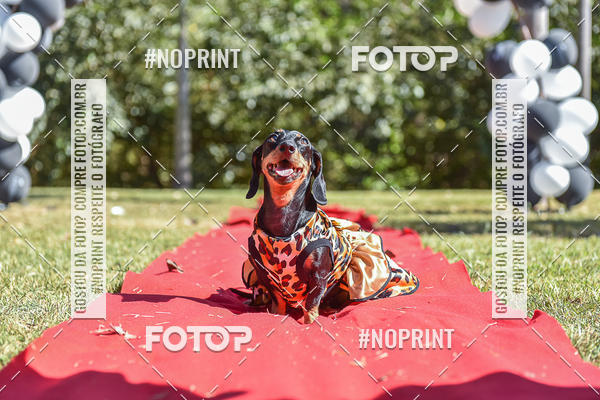 Buy your photos of the event5 Encontro Oficial de Dachshunds e Concurso de Fantasias do Clube dos Salsichanos de Ribeiro Preto/SP on Fotop
