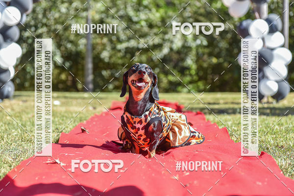 Buy your photos of the event5 Encontro Oficial de Dachshunds e Concurso de Fantasias do Clube dos Salsichanos de Ribeiro Preto/SP on Fotop