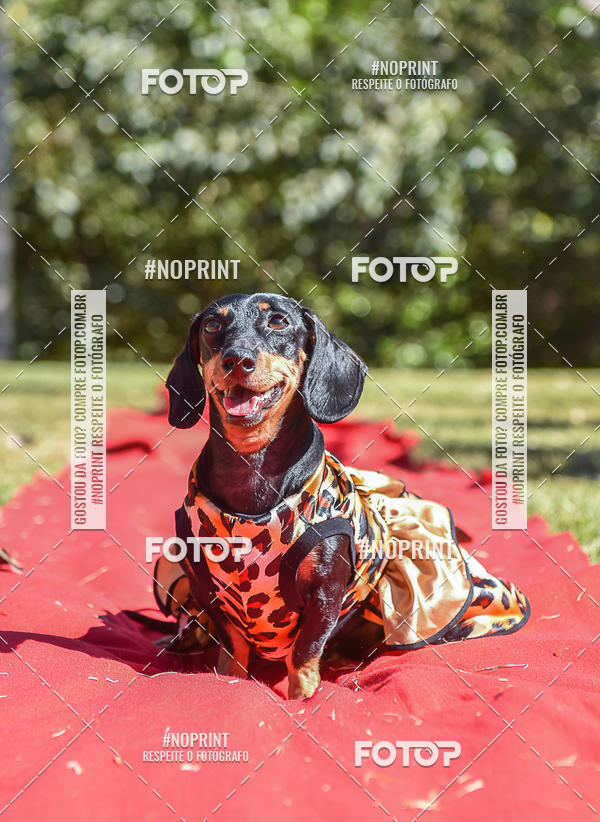 Buy your photos of the event5 Encontro Oficial de Dachshunds e Concurso de Fantasias do Clube dos Salsichanos de Ribeiro Preto/SP on Fotop
