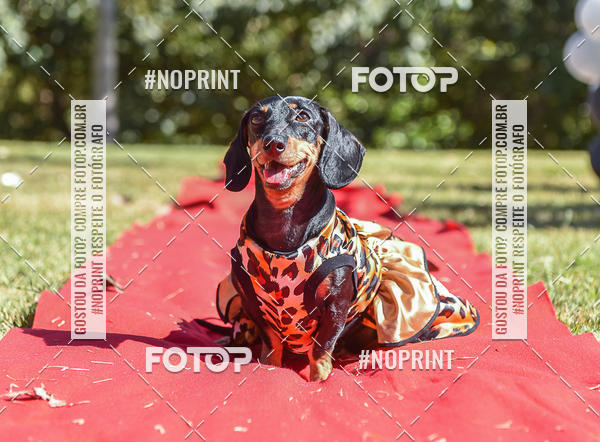Buy your photos of the event5 Encontro Oficial de Dachshunds e Concurso de Fantasias do Clube dos Salsichanos de Ribeiro Preto/SP on Fotop