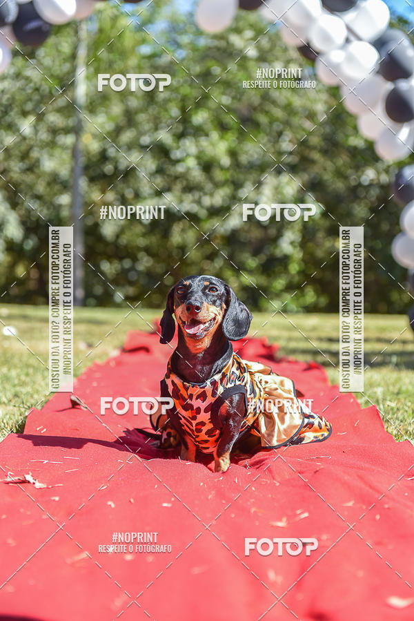 Buy your photos of the event5 Encontro Oficial de Dachshunds e Concurso de Fantasias do Clube dos Salsichanos de Ribeiro Preto/SP on Fotop