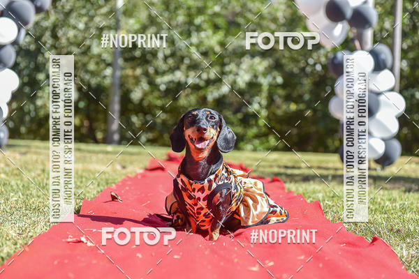Buy your photos of the event5 Encontro Oficial de Dachshunds e Concurso de Fantasias do Clube dos Salsichanos de Ribeiro Preto/SP on Fotop
