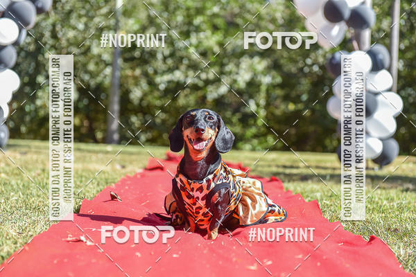 Buy your photos of the event5 Encontro Oficial de Dachshunds e Concurso de Fantasias do Clube dos Salsichanos de Ribeiro Preto/SP on Fotop
