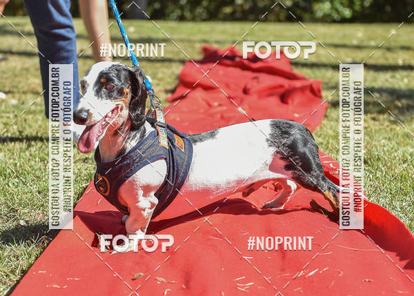 Buy your photos of the event5 Encontro Oficial de Dachshunds e Concurso de Fantasias do Clube dos Salsichanos de Ribeiro Preto/SP on Fotop