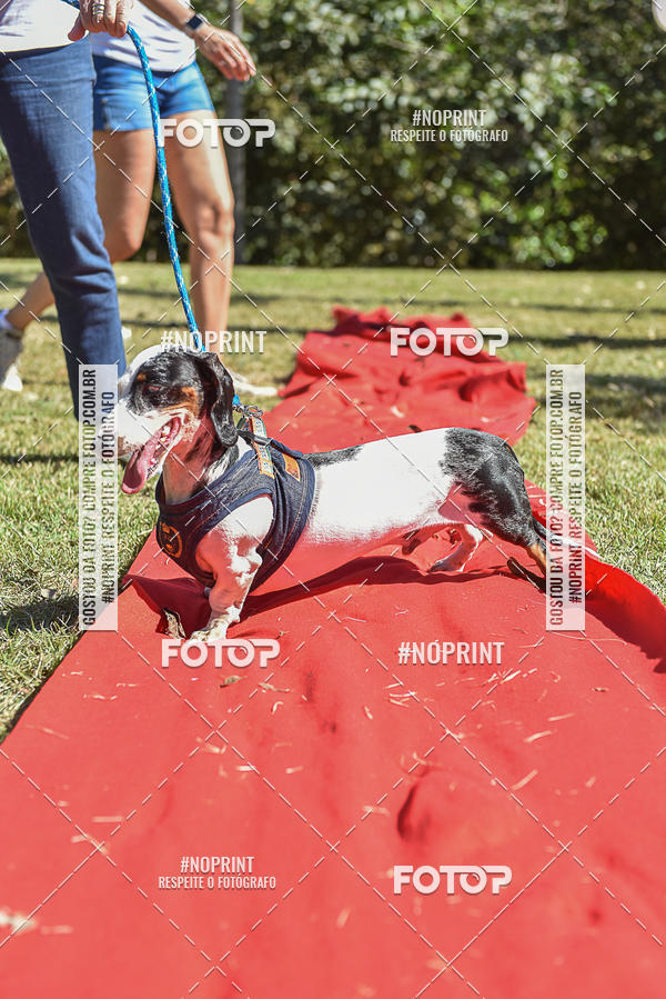 Buy your photos of the event5 Encontro Oficial de Dachshunds e Concurso de Fantasias do Clube dos Salsichanos de Ribeiro Preto/SP on Fotop