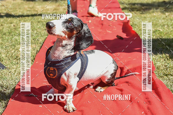 Buy your photos of the event5 Encontro Oficial de Dachshunds e Concurso de Fantasias do Clube dos Salsichanos de Ribeiro Preto/SP on Fotop