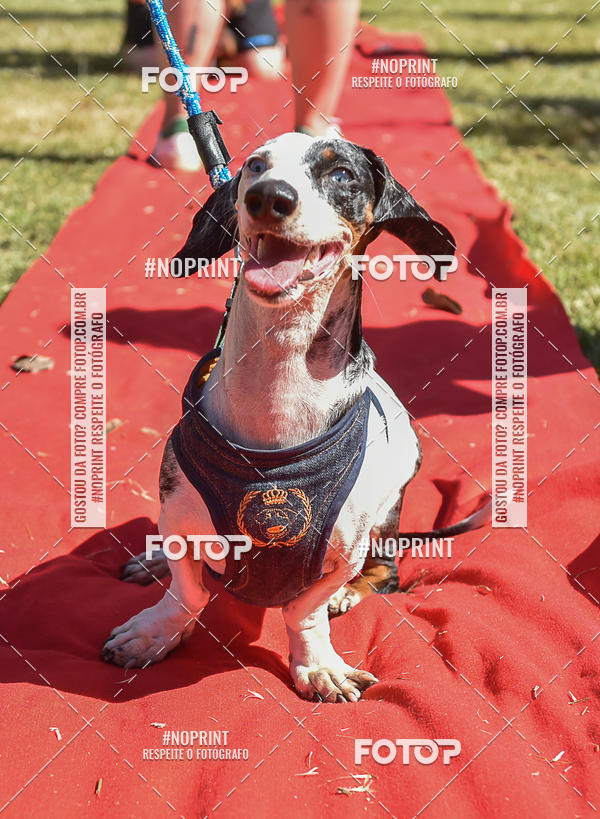 Buy your photos of the event5 Encontro Oficial de Dachshunds e Concurso de Fantasias do Clube dos Salsichanos de Ribeiro Preto/SP on Fotop