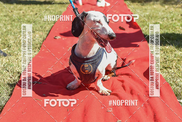 Buy your photos of the event5 Encontro Oficial de Dachshunds e Concurso de Fantasias do Clube dos Salsichanos de Ribeiro Preto/SP on Fotop