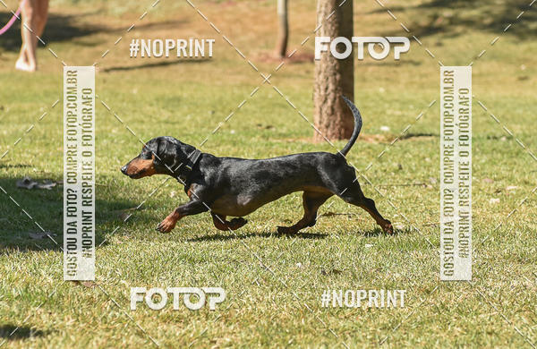 Compre as suas fotos do evento5� Encontro Oficial de Dachshunds e Concurso de Fantasias do Clube dos Salsichanos de Ribeir�o Preto/SP no Fotop