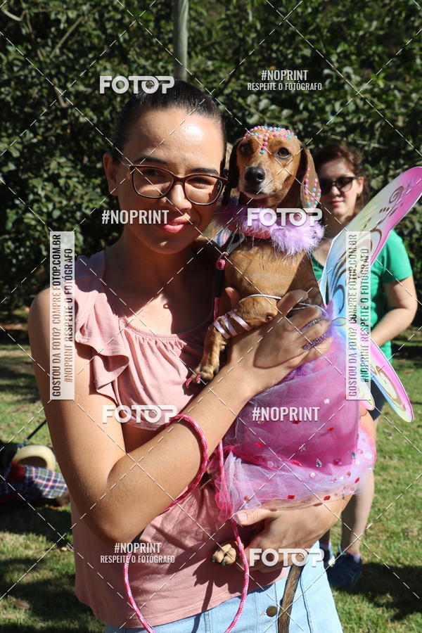 Buy your photos of the event5 Encontro Oficial de Dachshunds e Concurso de Fantasias do Clube dos Salsichanos de Ribeiro Preto/SP on Fotop