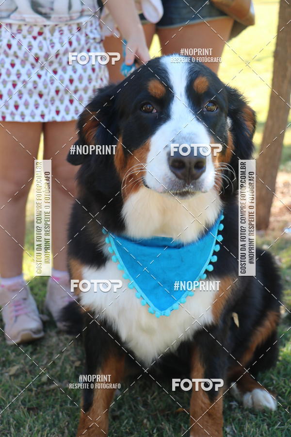 Buy your photos of the event5 Encontro Oficial de Dachshunds e Concurso de Fantasias do Clube dos Salsichanos de Ribeiro Preto/SP on Fotop