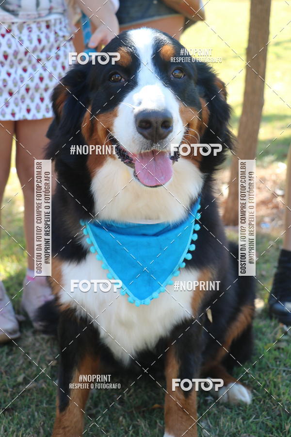 Buy your photos of the event5 Encontro Oficial de Dachshunds e Concurso de Fantasias do Clube dos Salsichanos de Ribeiro Preto/SP on Fotop